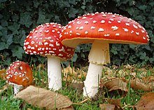 Just a Mycophile posting pictures and fun facts about mushrooms