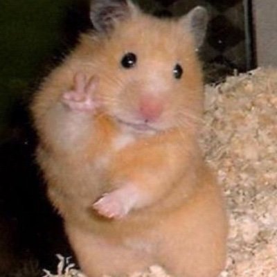 Follow for cute hamsters! | dm for submissions or removal.