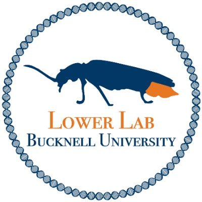Ecological and Evolutionary Genomics Lab at Bucknell University studying fireflies. Led by @seslower