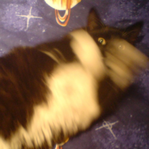 thespacerat's profile picture. 