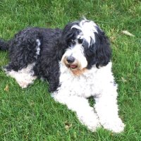 Matthew Gillespie (@mjgillespie1) 's Twitter Profile