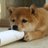 JTCの犬