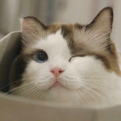 ll_TSTN's profile picture. T🌛