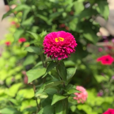 Wife | Mother | Educator | ❤ 📖 ✍🏼 🏃🏻♀🏖 Trying to be mindful 🧘🏻♀Tweets are my own.