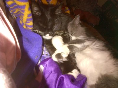 susie_hauser's profile picture. Lover of animals; supporter of grain farmers, vets and VIKES!!  SKOL ALWAYS for the best is yet to be!