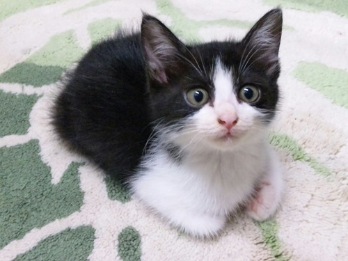 灰色山猫