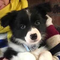 Mollie C (@molliec20) 's Twitter Profile
