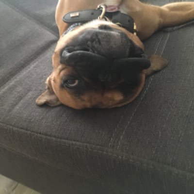 TheDevelon's profile picture. 