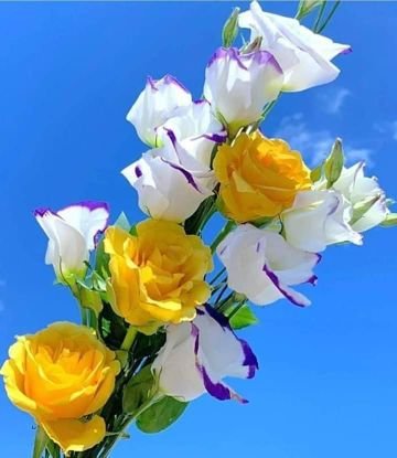 fayez62660539's profile picture. 