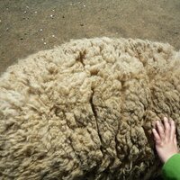 いずみひろこ (@nemuro_piro) Twitter profile photo