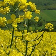 Providing a pre-breeding pipeline, to integrate sustainability traits into Oilseed Rape cultivars. https://t.co/bSLAQSlzEk