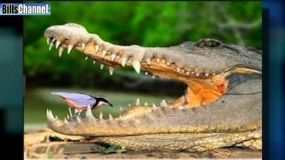 Sebanu6's profile picture. just a boy with a big dream