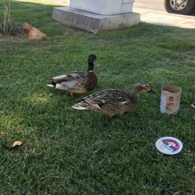 kandid_kamera's profile picture. more of a truck kinda guy