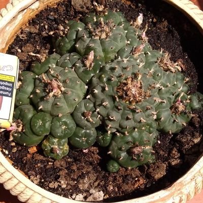 Dstornilladores's profile picture. I no m'estranyaria gens que anèssis dient per ahí...