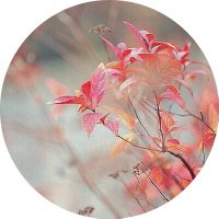 متفائل (@si2019a) 's Twitter Profile
