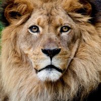 CriticalSwissMind (@mindswiss) 's Twitter Profile