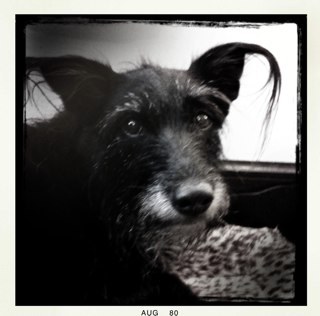 shortblackdog's profile picture. Free to be you and me.