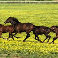 Grantley Acres (@grantleyacres) 's Twitter Profile