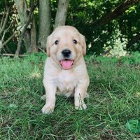 AM Goldens(@AmGoldens) 's Twitter Profile Photo