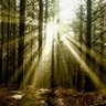 interpine_nz's profile picture. Consulting and remote sensing company specialising in information technology, shaping todays natural resources with technology of tomorrow.