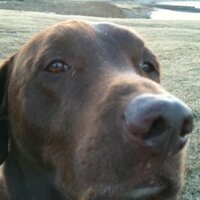 chocho (@chochodesu) 's Twitter Profile