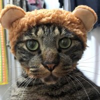 太郎 (@bu_ta_mu_ra) 's Twitter Profile Photo 太郎 (@bu_ta_mu_ra) 's Twitter Profile Photo