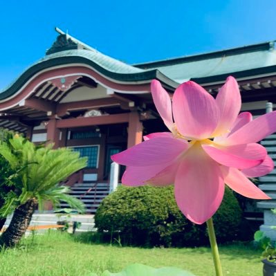 日立市にある曹洞宗　常恒会格地の格式あるお寺『だいおういん』です
南極寿星禅師がご開山されました
鎮守は明力菩薩👺🍀
日立市固有の🌸大雄院八重桜
永代供養塔に種類がありますので、お気軽にご相談ください
坐禅会、写経写仏、御詠歌、寺ヨガ
車イス♿️対応
https://t.co/ny3bnnXXfL