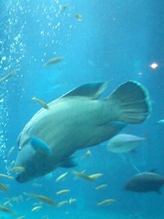 tochioboy's profile picture. 2010年10月に腎臓癌に見つかり、ただいま玄米菜食、お手当て、運動の三本柱を実践しながら再発・転移を防ぐべく奮闘中。
大好きな料理と二人の子育て（息子2008年10月生、娘2010年3月生）について、その他あれこれつぶやいています。