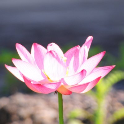 Gogさんのプロフィール画像