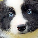 Yakut laika (a type of Russian laika dog breed) living in Yakutia, Siberia/Russia. Let the world know about the existence of such a blue-eyed god.