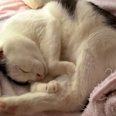 2020.4.7は我が猫じょんの日。3度のご飯と歌がすき。選挙は必ず参ります。趣味は素敵な人へのウグイス。