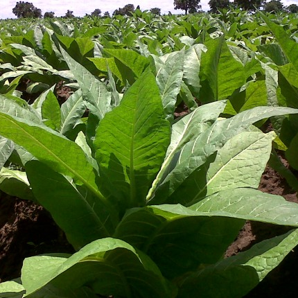 The official twitter account for AHL Tobacco Sales Ltd (Msika wa fodya). Market for Malawi's leaf