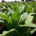 AHL Tobacco Sales Ltd 🇲🇼 (@malawitobacco) Twitter profile photo AHL Tobacco Sales Ltd 🇲🇼 (@malawitobacco) Twitter profile photo