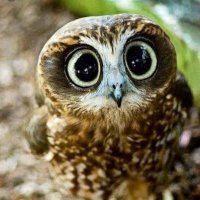 yarım deli (@serdaldmn) 's Twitter Profile Photo