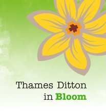 Celebrating the Thames Ditton In Bloom gardening project enhancing a more sustainable, bee-friendly environment and shared community values @TDBoomerangBags