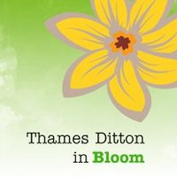 Thames Ditton In Bloom (@tdinbloom) 's Twitter Profile