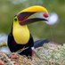 Real Amazon Rainforest (@realamazonrf) Twitter profile photo Real Amazon Rainforest (@realamazonrf) Twitter profile photo