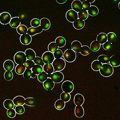 PhD Félix Machín (@MachinPhd) Laboratory Official Twitter Account. We do science with yeast, especially interested in chromosome stability and cell cycle.