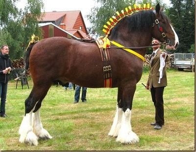 mrsstronghorse's profile picture. Mrs. Strong. Not actually a horse