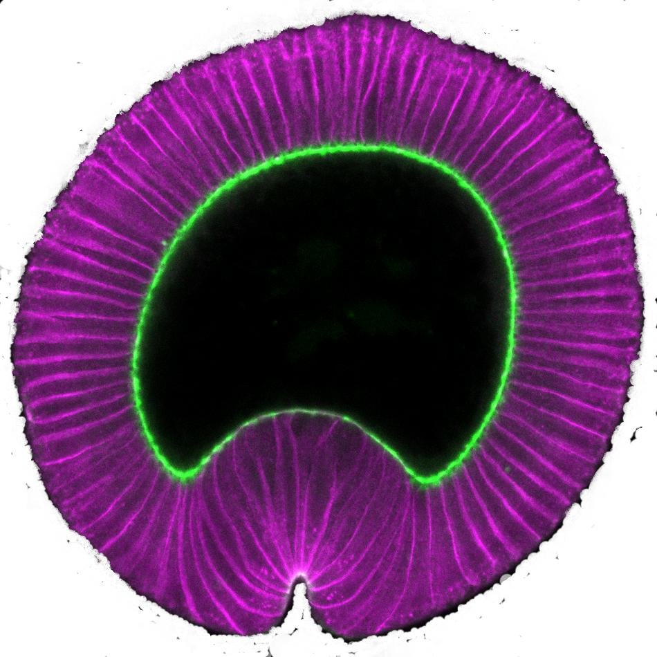 Associate Professor @MITBiology. Interested in how cells generate force and how they work together to sculpt tissues.