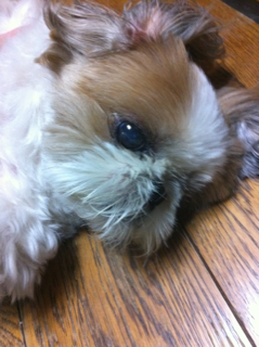 guarkun's profile picture. 1983年生まれ。さそり座。A型。