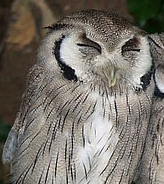 ~HOOT hoothoothoot HOOOOOT~ (@The_Bellatrix's tard owl)