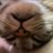 だっちーの猫