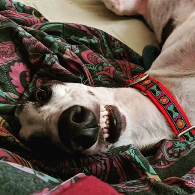 I worked with Foster Kids and finding families who fit kids looking to be adopted needs and wants. I love greyhounds! I adopt them through a rescue.