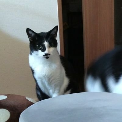 tittia00's profile picture. ゲームやるより作る