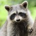 Raccoon Every Hour (@RaccoonEveryHr) Twitter profile photo