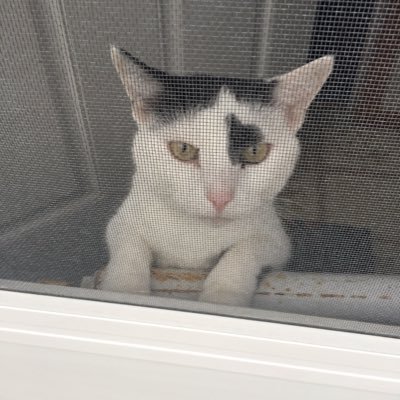 CourtneySberg's profile picture. some sports and politics.