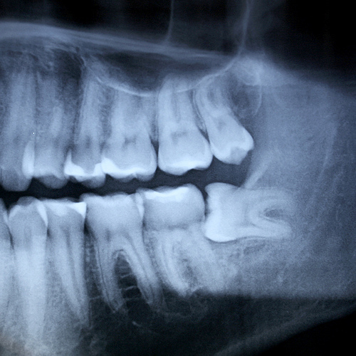 Predental's profile picture. Pre-dental Club President, Pre-Dental Student