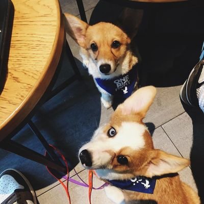#JackandJill corgi babies of @_beadel @thirdyravenaaa born on June 26, 2019