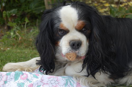 gardenpimpernel's profile picture. Photographer,  A believer in good karma. Appreciator of all things fine and dandy.